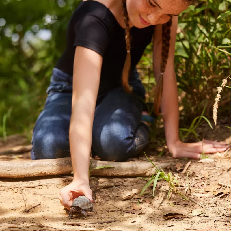 Figuur, Schleich, WILD LIFE reuzenschildpad