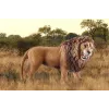 Schleich WILD LIFE brullende leeuw veelkleurig kunststof vanaf 3 jaar