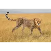Figuur Schleich WILD LIFE jachtluipaard vrouwtje 14746