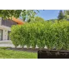 Gardena Micro-Drip-System druppelslang voor struiken en hagen, 1,6 l/u, 25 m, zwart (13503-20)