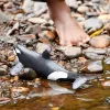 Figuurspeelgoed Schleich WILD LIFE orka
