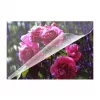 Lamineerfolie Olympia 9165
