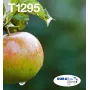 Epson Apple multipack 4 kleuren T129 EasyMail, zwart, cyaan, magenta, geel, 11,2 ml, 7 ml, 1 stuk, multipack