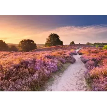 Puzzel Ravensburger Pink Pathway Nederland, 1000 stukjes, 700×? mm, 2 mm dik