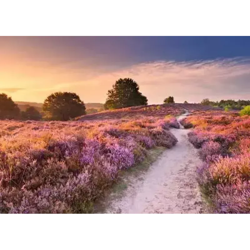 Puzzel Ravensburger Pink Pathway Nederland, 1000 stukjes, 700×? mm, 2 mm dik
