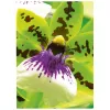 Inktjetpapier Avery Premium A4 250g wit satijnmat