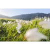 Canon Wide-Angle RF 24 mm F1.8 Macro IS STM camera-objectieven, zwart
