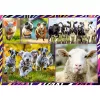 Puzzel TREFL Funny — 4 x 250 stukjes, themaset voor kinderen