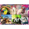 Puzzel TREFL Funny — 4 x 250 stukjes, themaset voor kinderen