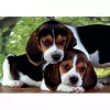 Clementoni High Quality Collection Close Together puzzel 500 stuks dieren