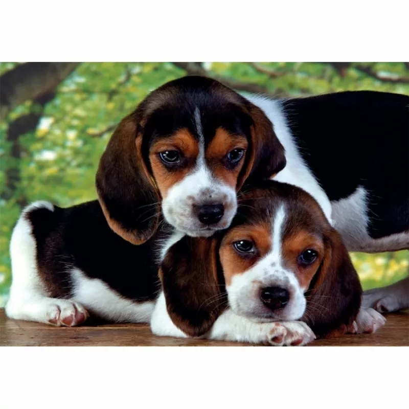 Clementoni High Quality Collection Close Together puzzel 500 stuks dieren