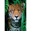 Clementoni High Quality Collection Jaguar in de jungle puzzel 500 stukjes dieren