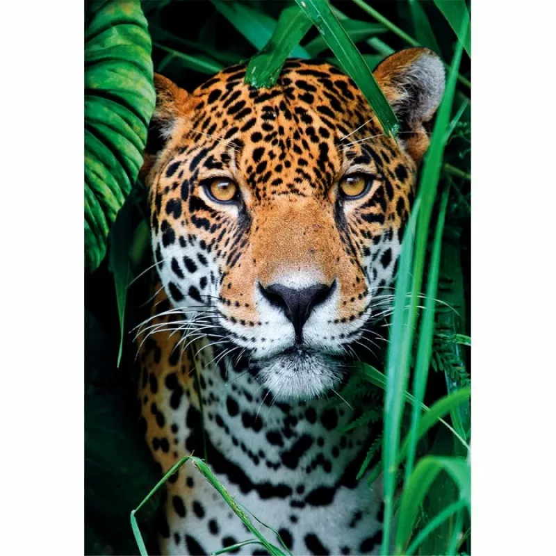 Clementoni High Quality Collection Jaguar in de jungle puzzel 500 stukjes dieren