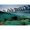 Clementoni Pinguïns Puzzel 1000 stuks Dieren
