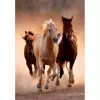 Clementoni Running Horses Puzzel 1000 stukjes Dieren