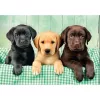 Clementoni High Quality Collection 39946 Puzzel 1000 stuks Dieren