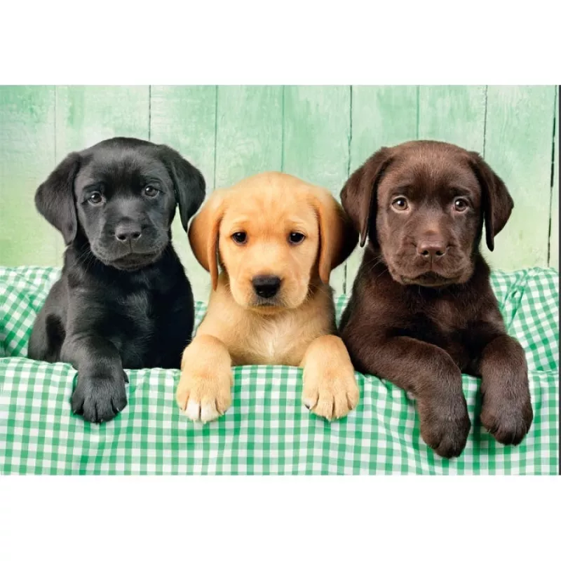 Clementoni High Quality Collection 39946 Puzzel 1000 stuks Dieren