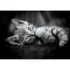 Clementoni High Quality Collection 39950 Puzzel Legpuzzel 1000 st. Dieren