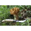 Zakmes Opinel