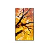 Sharp MultiSync M652 65 inch 4K UHD Professioneel display 550 cd/m² 24/7