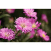 Canon RF-S 55-210mm F5-7.1 IS STM telezoomobjectief