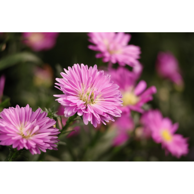 Canon RF-S 55-210mm F5-7.1 IS STM telezoomobjectief