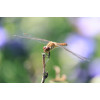 Canon RF-S 55-210mm F5-7.1 IS STM telezoomobjectief