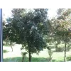 SUNNYLIFE Circulair Polarisatiefilter CPL Filter voor Insta360 GO 2 / GO 3