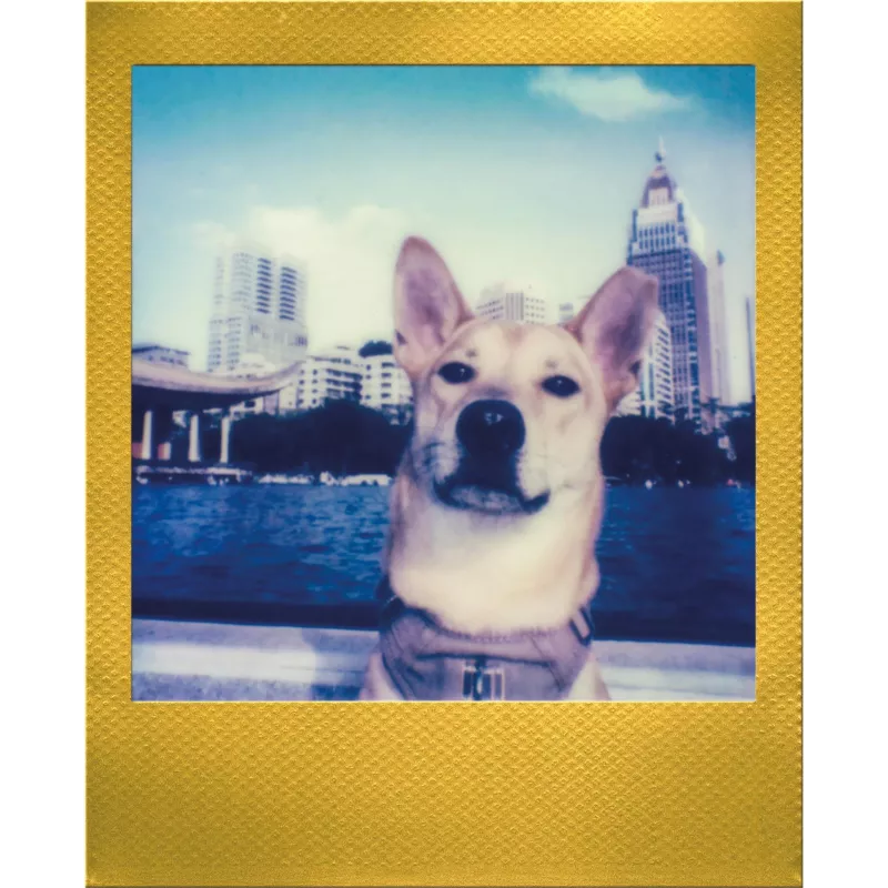 Polaroid Go / Go Gen 2 instantfilm - 16 opnamen - gouden rand