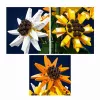 Mould King Sunflower Potted 24111 bouwstenenset (854 onderdelen)