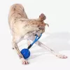Cheerble Wicked Ball Air Rope hondenspeelgoed, Royal Blue