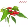 Click & Grow Piri-Piri chili plantencapsules voor Smart Garden, 3-pack (SGR67X3)