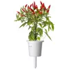 Click & Grow Piri-Piri chili plantencapsules voor Smart Garden, 3-pack (SGR67X3)