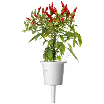 Click & Grow Piri-Piri chili plantencapsules voor Smart Garden, 3-pack (SGR67X3)