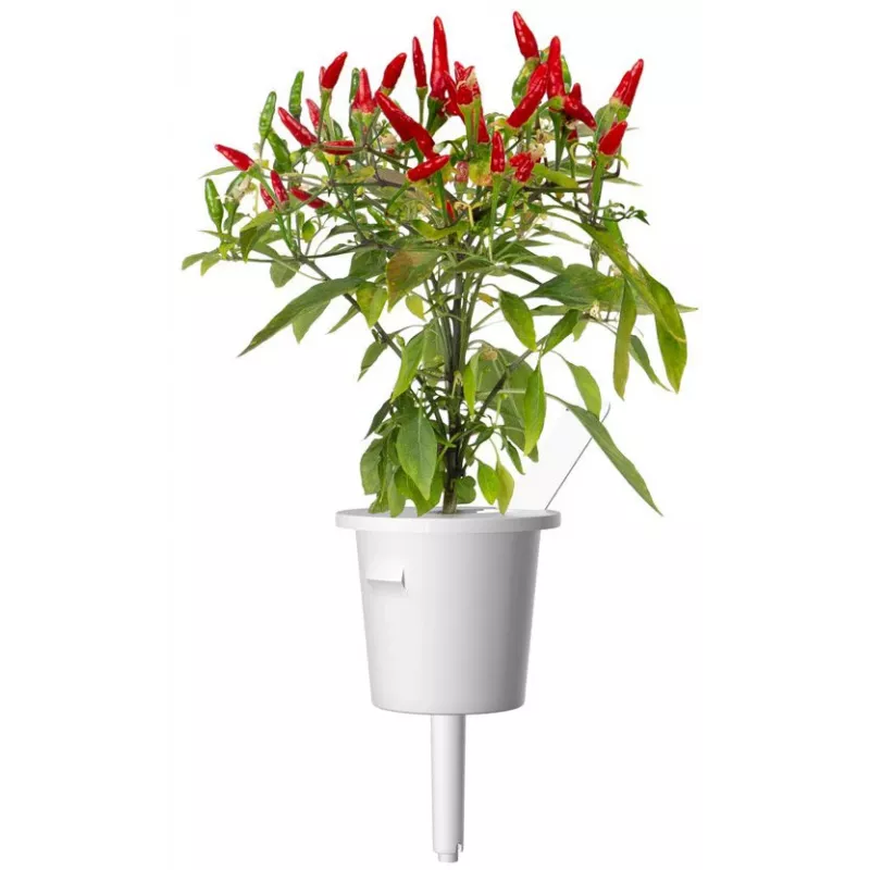 Click & Grow Piri-Piri chili plantencapsules voor Smart Garden, 3-pack (SGR67X3)