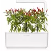 Click & Grow Piri-Piri chili plantencapsules voor Smart Garden, 3-pack (SGR67X3)