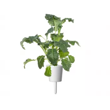 Click & Grow Smart Garden navulling, 3 plantcapsules (SGR86X3)