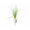 Click & Grow Smart Garden navulverpakking, 3 plantcapsules (SGR105X3)