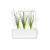 Click & Grow Smart Garden navulverpakking, 3 plantcapsules (SGR105X3)