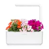 Click & Grow Smart Garden navulverpakking vlijtig liesje, 3 plantcapsules (SGR1X3)