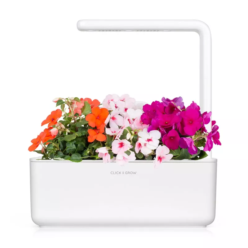 Click & Grow Smart Garden navulverpakking vlijtig liesje, 3 plantcapsules (SGR1X3)
