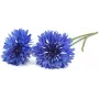Click & Grow korenbloem plantencapsules voor Smart Garden, 3-pack (SGR36X3)