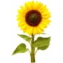 Click & Grow mini-zonnebloem plantcupsules voor Smart Garden, 3-pack (SGR65X3)