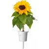Click & Grow mini-zonnebloem plantcupsules voor Smart Garden, 3-pack (SGR65X3)