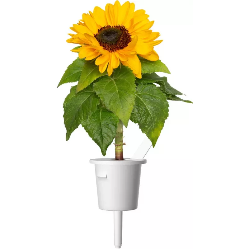 Click & Grow mini-zonnebloem plantcupsules voor Smart Garden, 3-pack (SGR65X3)