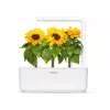Click & Grow mini-zonnebloem plantcupsules voor Smart Garden, 3-pack (SGR65X3)
