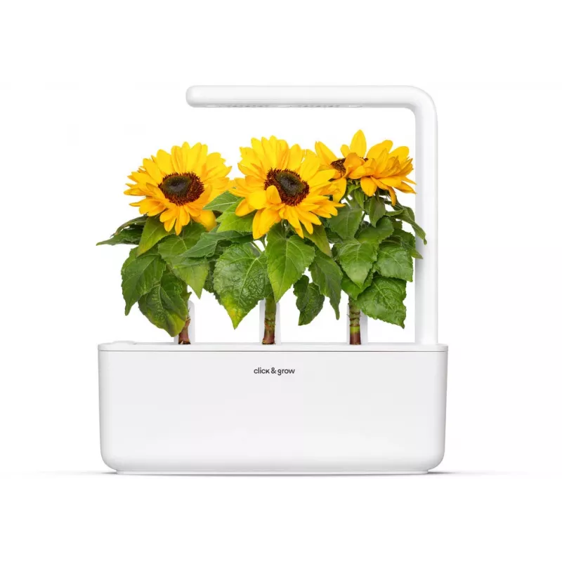 Click & Grow mini-zonnebloem plantcupsules voor Smart Garden, 3-pack (SGR65X3)