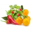 Click & Grow fruit- en groentemix plantcapsules voor Smart Garden, 9-pack (PPMFVX9)