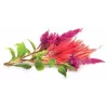 Click & Grow hanenkam plantcapsules voor Smart Garden, 3-pack (SGR4X3)