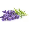 Click & Grow Smart Garden navulverpakking lavendel, 3 plantcapsules (SGR30X3)